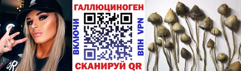 купить наркотик  Александровск  KRAKEN ссылки  Псилоцибиновые грибы GOLDEN TEACHER 